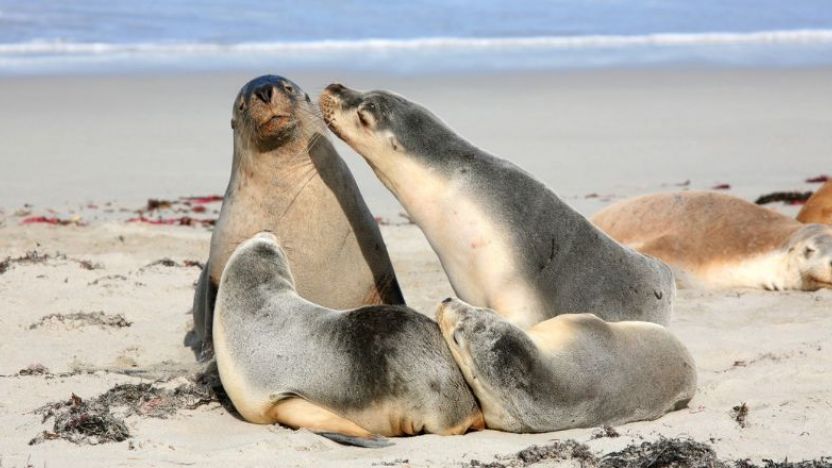Kangaroo Island, Australia