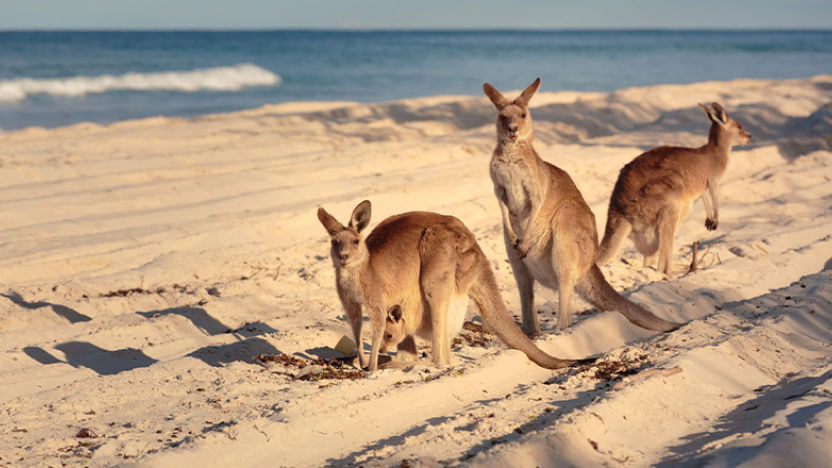 Kangaroo Island, Australia